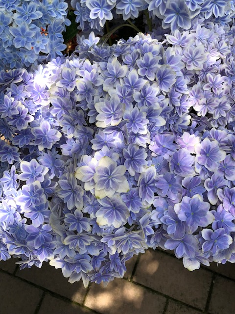 紫陽花いい.pngのサムネイル画像