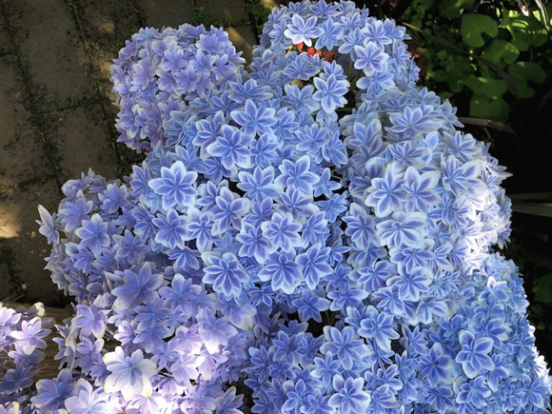紫陽花うう.pngのサムネイル画像